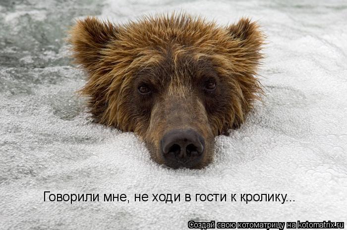 Говорили мне, не ходи в гости к кролику...... Котоматрица: Говорили мне, не ходи в гости к кролику...