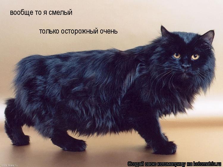 вообще то я смелый только осторожный очень... Котоматрица: вообще то я смелый только осторожный очень