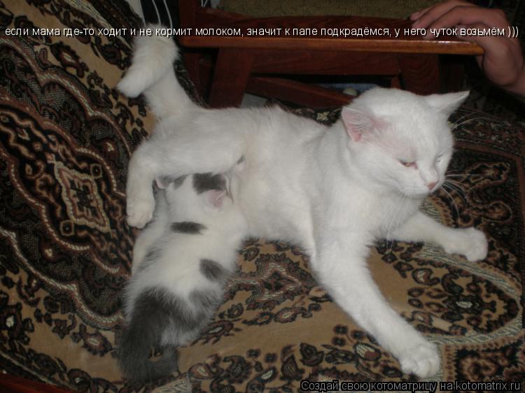 Котоматрица: если мама где-то ходит и не кормит молоком, значит к папе подкрадёмся, у него чуток возьмём )))