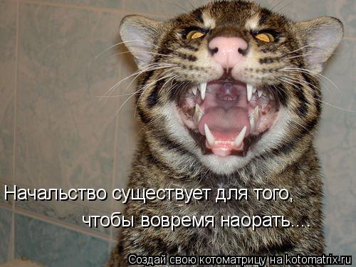 Начальство существует для того, чтобы вовремя наорать....... Котоматрица: Начальство существует для того, чтобы вовремя наорать....