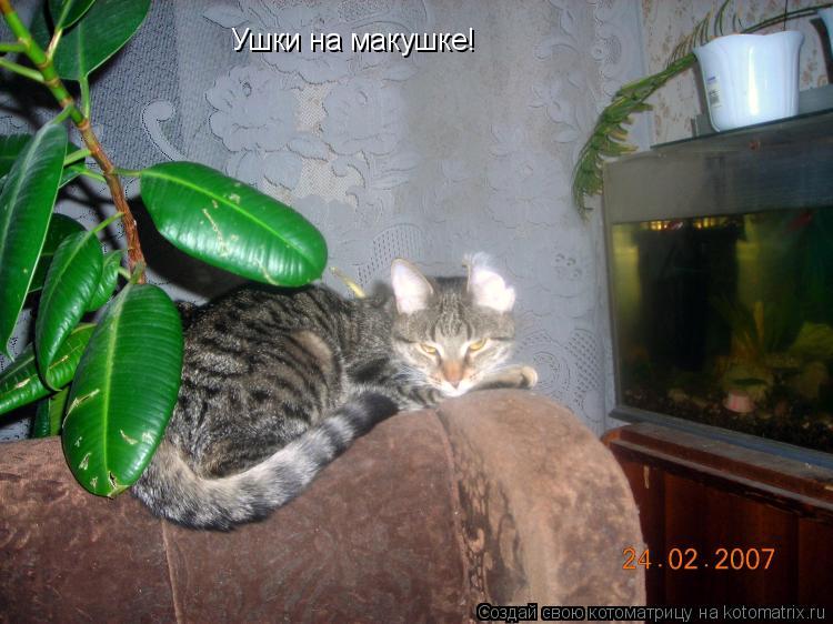Ушки на макушке!... Котоматрица: Ушки на макушке!