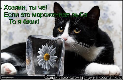 - Хозяин, ты чё! Если это мороженная рыба То я ёжик!... Котоматрица: - Хозяин, ты чё! Если это мороженная рыба То я ёжик!