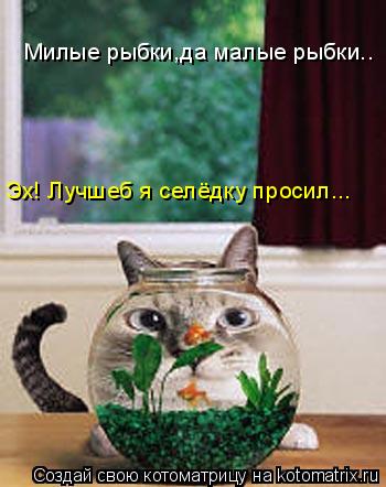 Котоматрица: Милые рыбки,да малые рыбки.. Эх! Лучшеб я селёдку просил...
