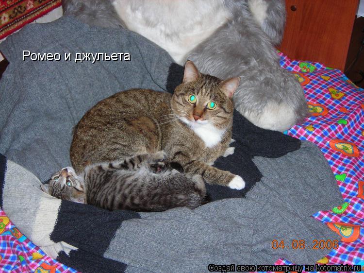 Ромео и джульета... Котоматрица: Ромео и джульета