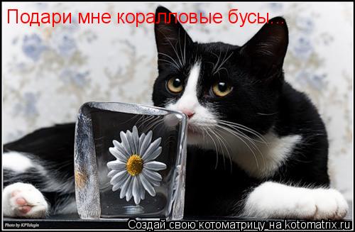 Подари мне коралловые бусы...... Котоматрица: Подари мне коралловые бусы...