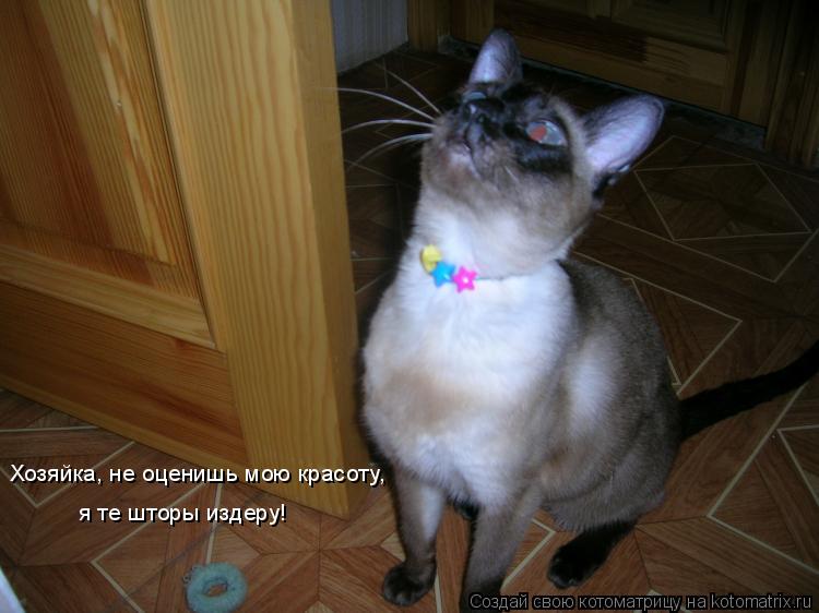 Хозяйка, не оценишь мою красоту, я те шторы издеру!... Котоматрица: Хозяйка, не оценишь мою красоту, я те шторы издеру!