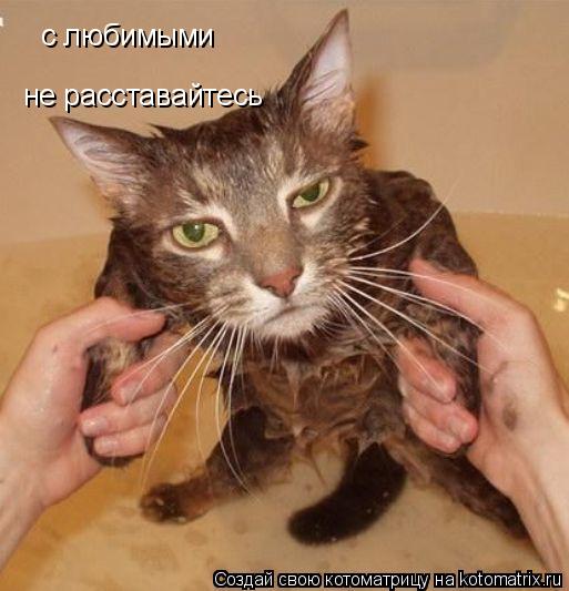 с любимыми не расставайтесь... Котоматрица: с любимыми не расставайтесь