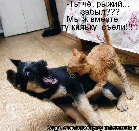 -Ты чё, рыжий... забыл??? Мы ж вместе ту кильку съели!!!... Котоматрица: -Ты чё, рыжий... забыл??? Мы ж вместе ту кильку съели!!!
