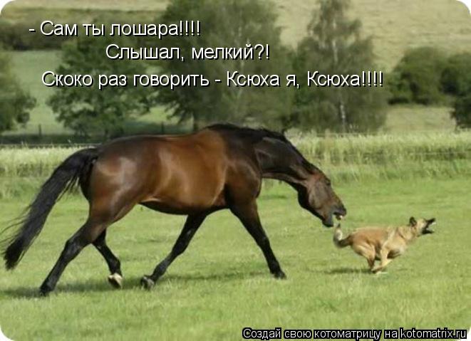 - Сам ты лошара!!!! Слышал, мелкий?! Скоко раз говорить - Ксюха я, Ксюха!!!!... Котоматрица: - Сам ты лошара!!!! Слышал, мелкий?! Скоко раз говорить - Ксюха я, Ксюха!!!!