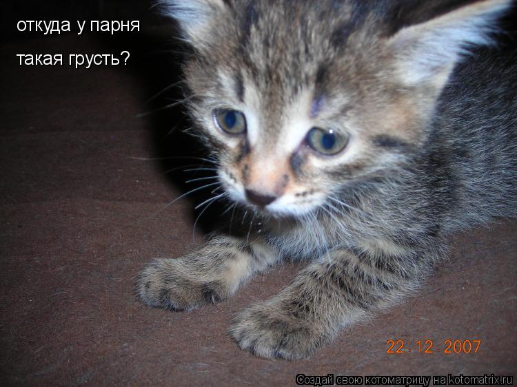 откуда у парня такая грусть?... Котоматрица: откуда у парня такая грусть?