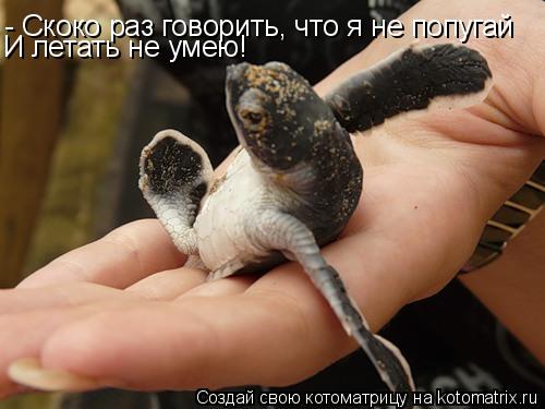 - Скоко раз говорить, что я не попугай И летать не умею!... Котоматрица: - Скоко раз говорить, что я не попугай И летать не умею!