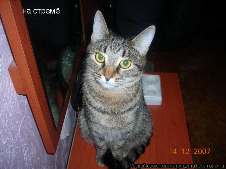 на стремё... Котоматрица: на стремё