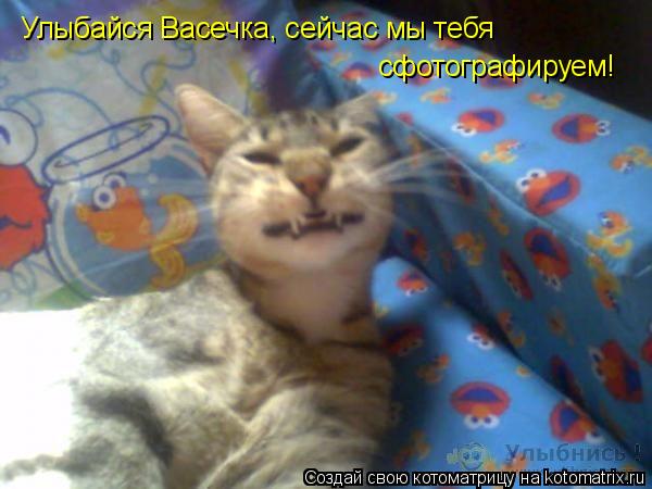 Улыбайся Васечка, сейчас мы тебя сфотографируем!... Котоматрица: Улыбайся Васечка, сейчас мы тебя сфотографируем!