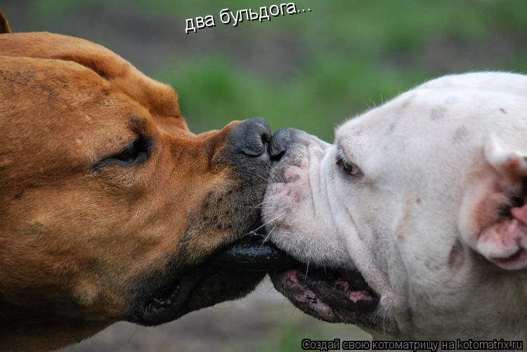 два бульдога...... Котоматрица: два бульдога...