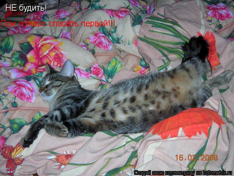 НЕ будить! При пожаре спасать первой!!!... Котоматрица: НЕ будить! При пожаре спасать первой!!!