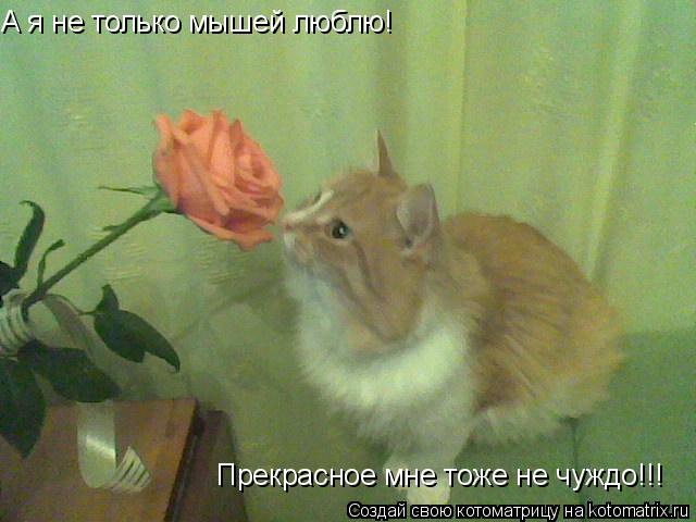 А я не только мышей люблю! Прекрасное мне тоже не чуждо!!!... Котоматрица: А я не только мышей люблю! Прекрасное мне тоже не чуждо!!!