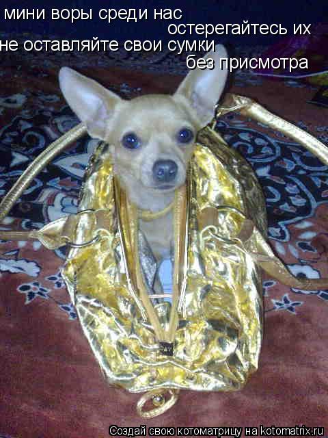 мини воры среди нас остерегайтесь их не оставляйте свои сумки без присмотра... Котоматрица: мини воры среди нас остерегайтесь их не оставляйте свои сумки без присмотра
