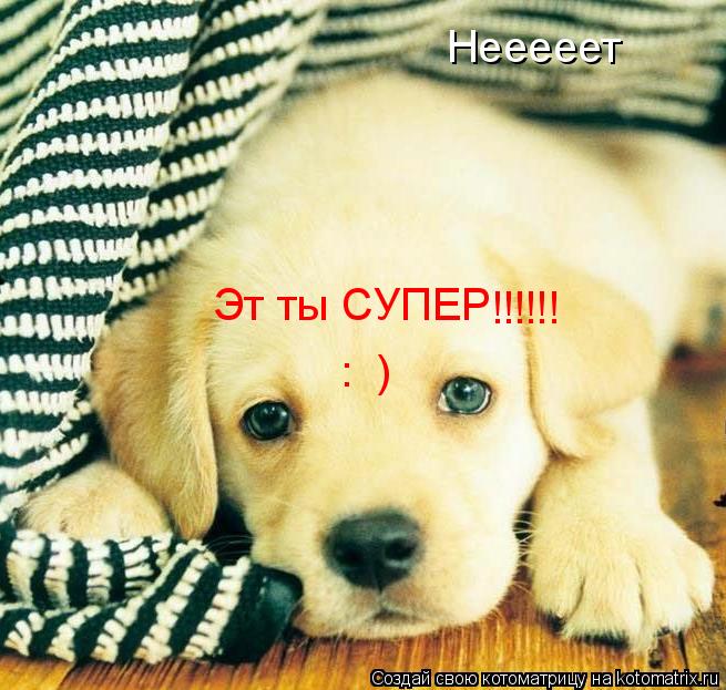 Нееееет Эт ты СУПЕР !!!!!! : )... Котоматрица: Нееееет Эт ты СУПЕР !!!!!! : )