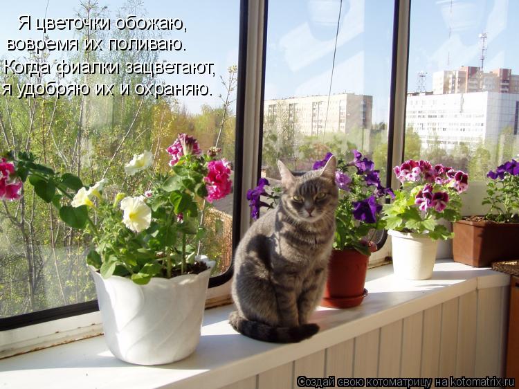 Я цветочки обожаю, вовремя их поливаю. Когда фиалки зацветают, я удобряю их и охраняю.... Котоматрица: Я цветочки обожаю, вовремя их поливаю. Когда фиалки зацветают, я удобряю их и охраняю.