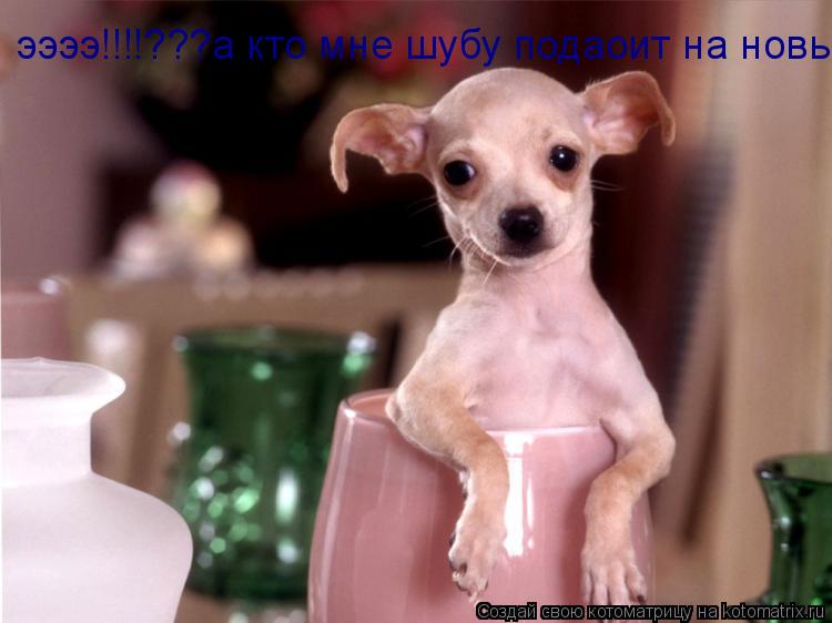 ээээ!!!!???а кто мне шубу подаоит на новый год?!а то холоднл как то!!!... Котоматрица: ээээ!!!!???а кто мне шубу подаоит на новый год?!а то холоднл как то!!!