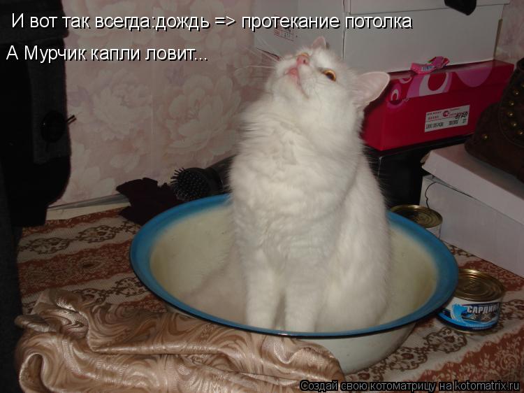И вот так всегда:дождь => протекание потолка А Мурчик капли ловит...... Котоматрица: И вот так всегда:дождь => протекание потолка А Мурчик капли ловит...