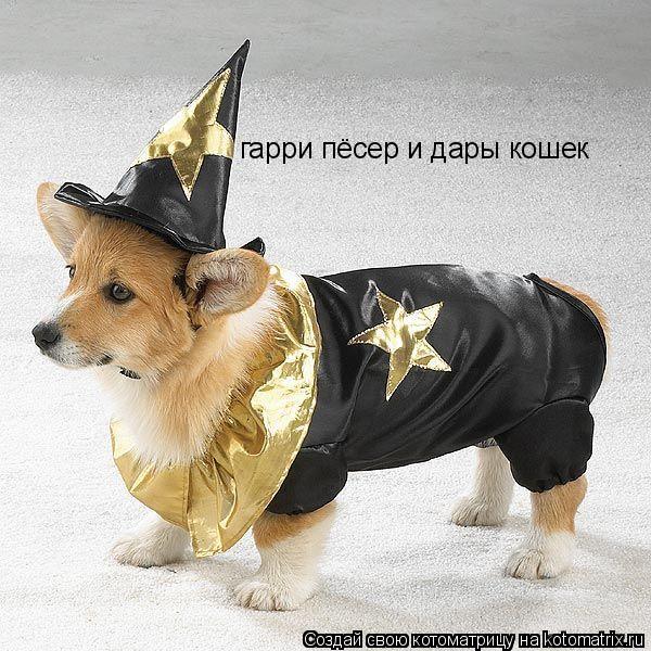 гарри пёсер и дары кошек гарри пёсер и дары кошек... Котоматрица: гарри пёсер и дары кошек гарри пёсер и дары кошек
