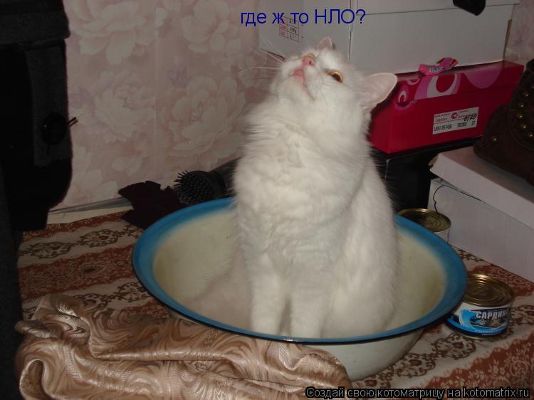 Котоматрица: где ж то НЛО?