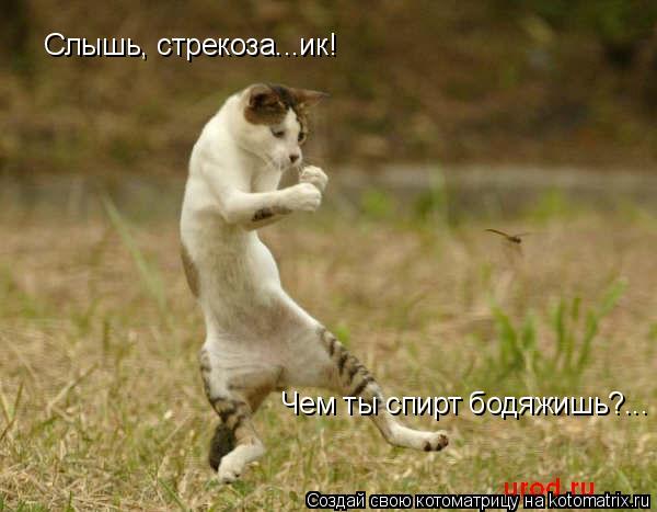 Слышь, стрекоза...ик! Чем ты спирт бодяжишь?...... Котоматрица: Слышь, стрекоза...ик! Чем ты спирт бодяжишь?...
