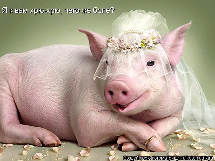 Котоматрица: Я к вам хрю-хрю, чего же боле?