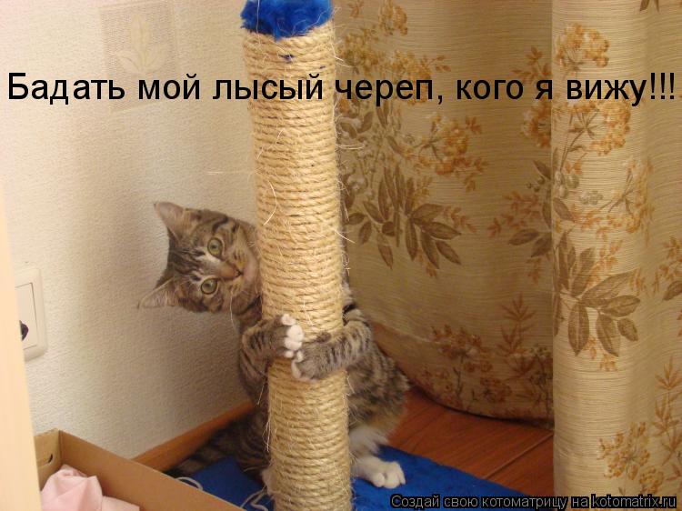 Бадать мой лысый череп, кого я вижу!!!... Котоматрица: Бадать мой лысый череп, кого я вижу!!!