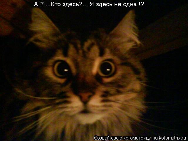 А!? ...Кто здесь?... Я здесь не одна !?... Котоматрица: А!? ...Кто здесь?... Я здесь не одна !?