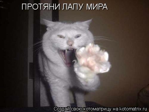Котоматрица: ПРОТЯНИ ЛАПУ МИРА
