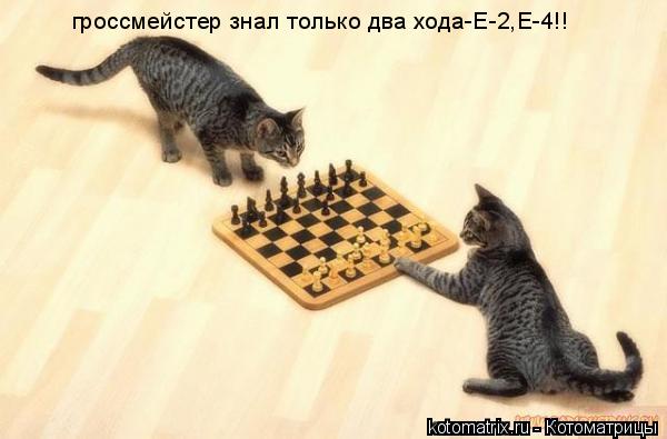гроссмейстер знал только два хода-Е-2,Е-4!!... Котоматрица: гроссмейстер знал только два хода-Е-2,Е-4!!