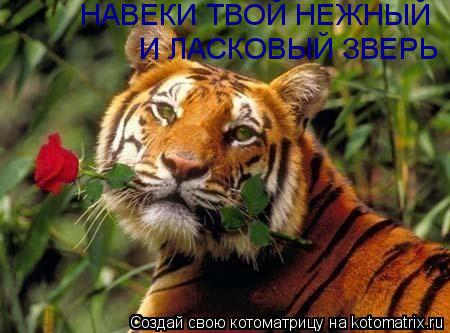 Котоматрица: НАВЕКИ ТВОЙ НЕЖНЫЙ  И ЛАСКОВЫЙ ЗВЕРЬ