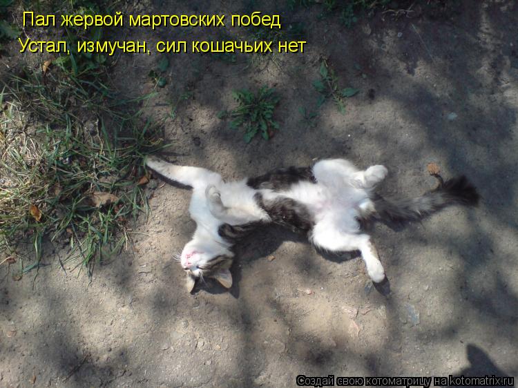 Пал жервой мартовских побед Устал, измучан, сил кошачьих нет... Котоматрица: Пал жервой мартовских побед Устал, измучан, сил кошачьих нет