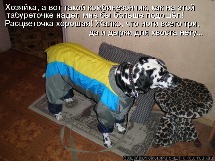 Хозяйка, а вот такой комбинезончик, как на этой табуреточке надет, мне бы больше подошёл! Расцветочка... Котоматрица: Хозяйка, а вот такой комбинезончик, как на этой табуреточке надет, мне бы больше подошёл! Расцветочка хорошая! Жалко, что ноги всего три, да и