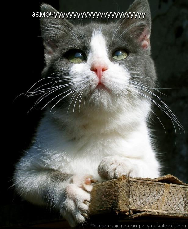 замочуууууууууууууууууууууууу... Котоматрица: замочуууууууууууууууууууууууу