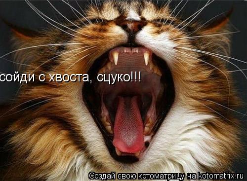 сойди с хвоста, сцуко!!!... Котоматрица: сойди с хвоста, сцуко!!!