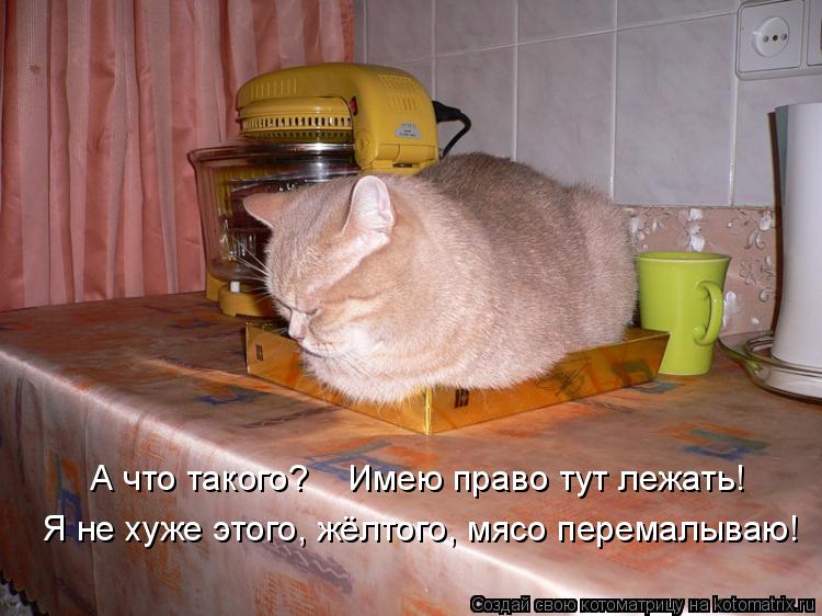 А что такого? Имею право тут лежать! Я не хуже этого, жёлтого, мясо перемалываю!... Котоматрица: А что такого? Имею право тут лежать! Я не хуже этого, жёлтого, мясо перемалываю!