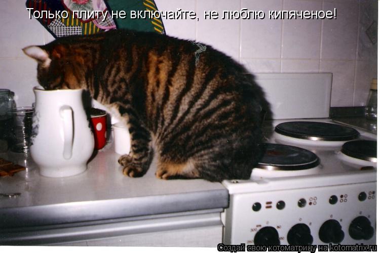 Только плиту не включайте, не люблю кипяченое!... Котоматрица: Только плиту не включайте, не люблю кипяченое!