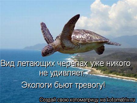 Котоматрица: Вид летающих черепах уже никого не удивляет.. Экологи бьют тревогу!