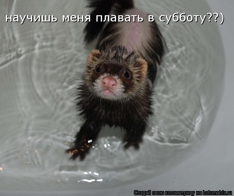 научишь меня плавать в субботу??)... Котоматрица: научишь меня плавать в субботу??)