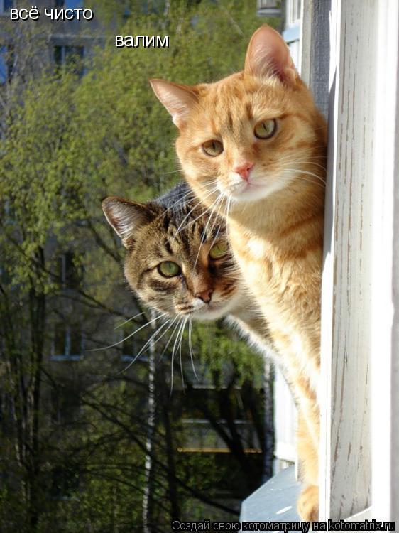 всё чисто валим... Котоматрица: всё чисто валим