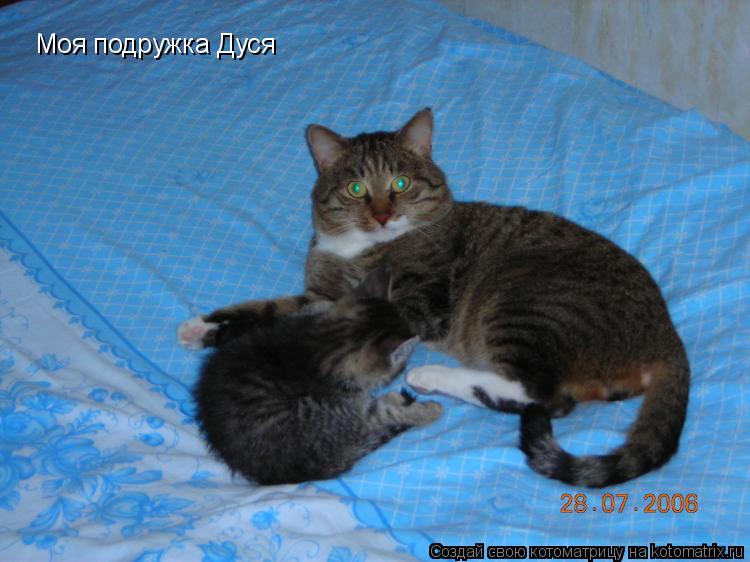 Моя подружка Дуся... Котоматрица: Моя подружка Дуся
