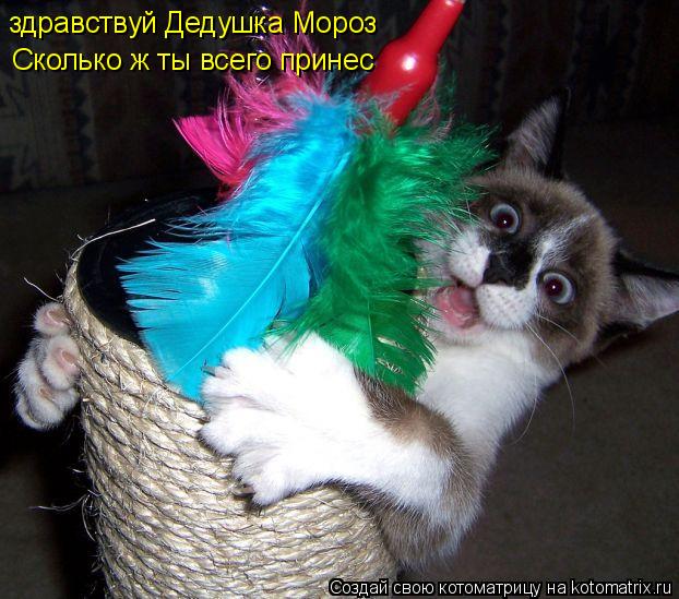 здравствуй Дедушка Мороз Сколько ж ты всего принес... Котоматрица: здравствуй Дедушка Мороз Сколько ж ты всего принес