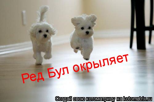 Котоматрица: Ред Бул окрыляет