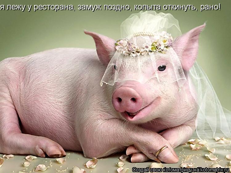 я лежу у ресторана, замуж поздно, копыта откинуть, рано!... Котоматрица: я лежу у ресторана, замуж поздно, копыта откинуть, рано!