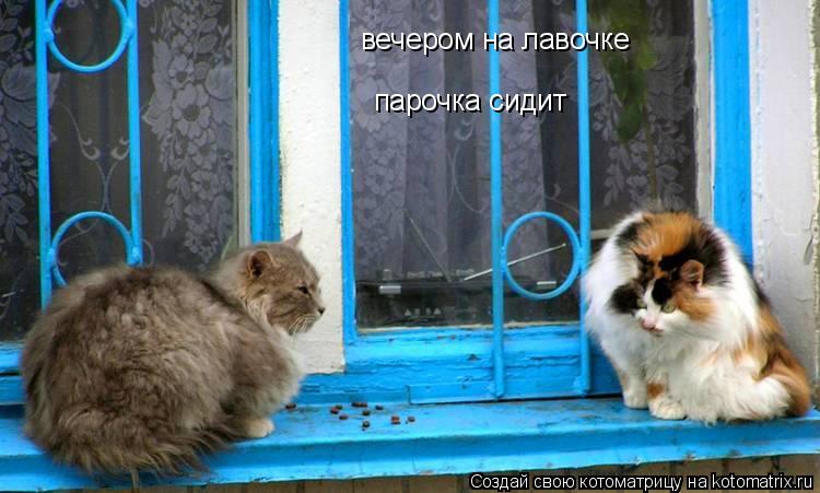 вечером на лавочке парочка сидит... Котоматрица: вечером на лавочке парочка сидит