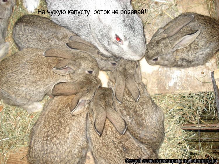На чужую капусту, роток не розевай!!... Котоматрица: На чужую капусту, роток не розевай!!