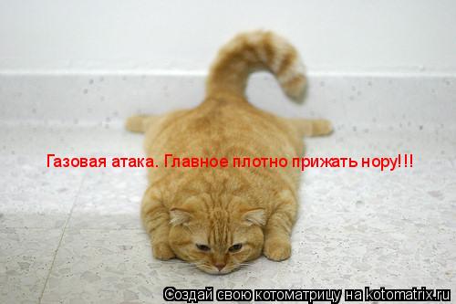Газовая атака. Главное плотно прижать нору!!!... Котоматрица: Газовая атака. Главное плотно прижать нору!!!